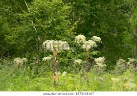 Attēlu rezultāti vaicājumam “Heracleum sosnowskyi”