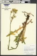 Attēlu rezultāti vaicājumam “Sonchus arvensis subsp. uliginosus fruit”