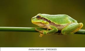 Attēlu rezultāti vaicājumam “Hyla arborea adult”