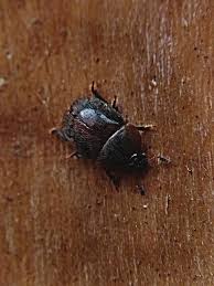 Attēlu rezultāti vaicājumam “Cychramus variegatus”