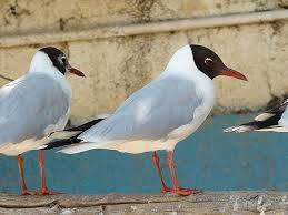 Image result for Chroicocephalus ridibundus