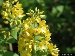 Attēlu rezultāti vaicājumam “Lysimachia vulgaris flower”