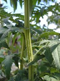 Attēlu rezultāti vaicājumam “Echinops sphaerocephalus leaf”