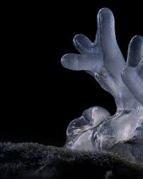 Attēlu rezultāti vaicājumam “Ceratiomyxa fruticulosa macro”