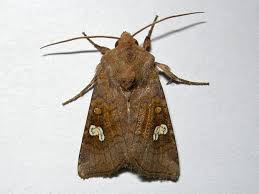 Attēlu rezultāti vaicājumam “Amphipoea”