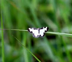 Attēlu rezultāti vaicājumam “Lomaspilis marginata”