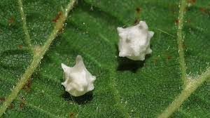 Attēlu rezultāti vaicājumam “Paidiscura pallens eggs”