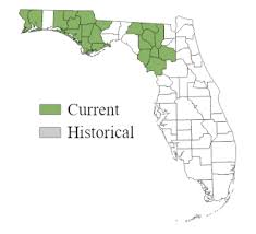 Image result for Alosa alabamae