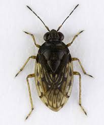 Attēlu rezultāti vaicājumam “Saldula saltatoria”