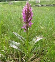 Attēlu rezultāti vaicājumam “Dactylorhiza russowii leaf”