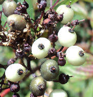 Attēlu rezultāti vaicājumam “Cornus sericea fruit”