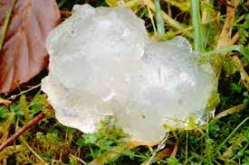 Attēlu rezultāti vaicājumam “Myxarium nucleatum”