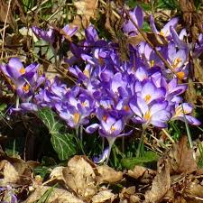 Attēlu rezultāti vaicājumam “Crocus tommasinianus flower”