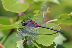 Attēlu rezultāti vaicājumam “Leucorrhinia dubia male”