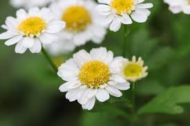 Image result for Tanacetum parthenium