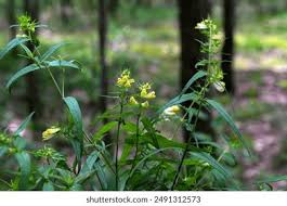 Attēlu rezultāti vaicājumam “Melampyrum pratense leaf”