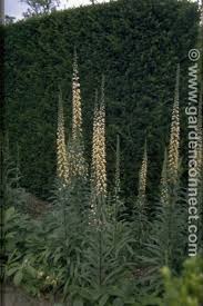 Image result for Digitalis ferruginea