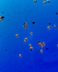 Attēlu rezultāti vaicājumam “Enteridium olivaceum spores”