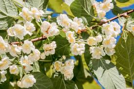 Attēlu rezultāti vaicājumam “Actinidia kolomikta fruit”
