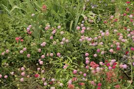 Attēlu rezultāti vaicājumam “Knautia arvensis leaf”