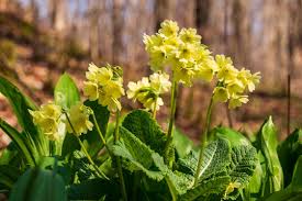 Attēlu rezultāti vaicājumam “Primula elatior flower”