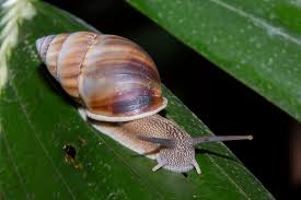 Attēlu rezultāti vaicājumam “Mollusca”