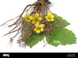 Image result for Potentilla tormentilla