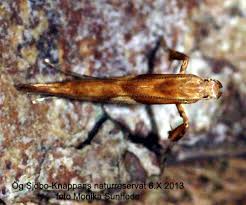 Attēlu rezultāti vaicājumam “Caloptilia hemidactylella”