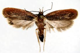 Attēlu rezultāti vaicājumam “Depressaria depressana”