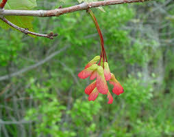 Attēlu rezultāti vaicājumam “Acer rufinerve fruit”