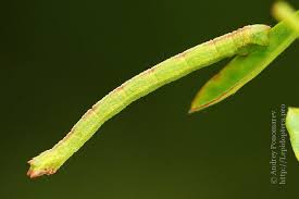 Attēlu rezultāti vaicājumam “Chlorissa viridata”