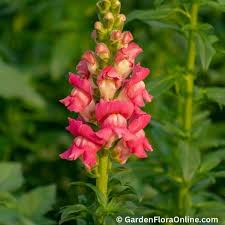 Attēlu rezultāti vaicājumam “Antirrhinum majus leaf”
