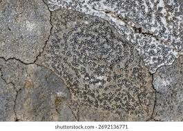 Attēlu rezultāti vaicājumam “Cystocoleus ebeneus”