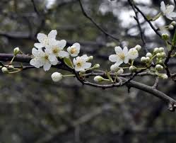 Attēlu rezultāti vaicājumam “Prunus cerasifera flower”