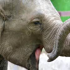 Image result for sad elephant
