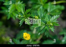 Attēlu rezultāti vaicājumam “Potentilla erecta bud”