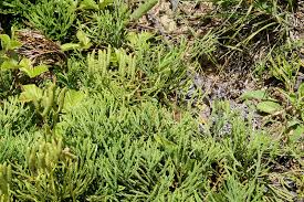 Attēlu rezultāti vaicājumam “Diphasium complanatum”