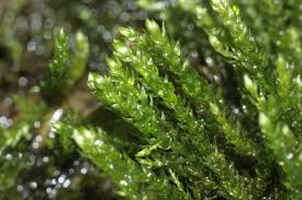 Attēlu rezultāti vaicājumam “Hygroamblystegium tenax”