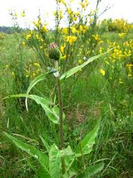 Attēlu rezultāti vaicājumam “Cirsium heterophyllum”