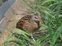 Attēlu rezultāti vaicājumam “Crex crex”