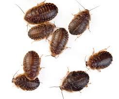 Attēlu rezultāti vaicājumam “Badhamia dubia macro”