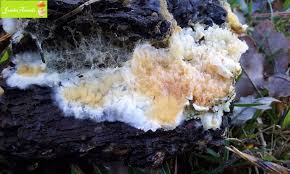 Attēlu rezultāti vaicājumam “Leucogyrophana mollusca”