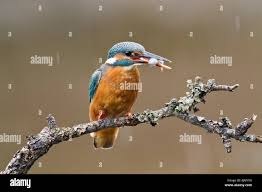 Attēlu rezultāti vaicājumam “Alcedo atthis adult”