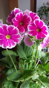 Image result for Primula obconica