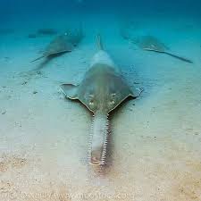 Image result for Pristis pectinata