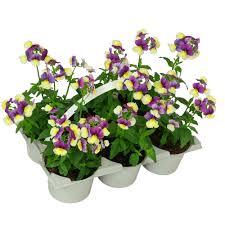 Image result for Elfenspiegel