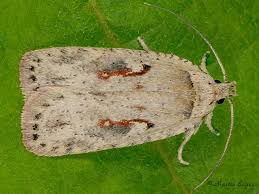Attēlu rezultāti vaicājumam “Agonopterix ocellana”