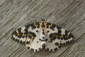 Attēlu rezultāti vaicājumam “Abraxas grossulariata”