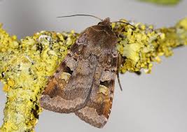 Attēlu rezultāti vaicājumam “Diarsia brunnea”