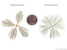 Attēlu rezultāti vaicājumam “Myriophyllum alterniflorum leaf”